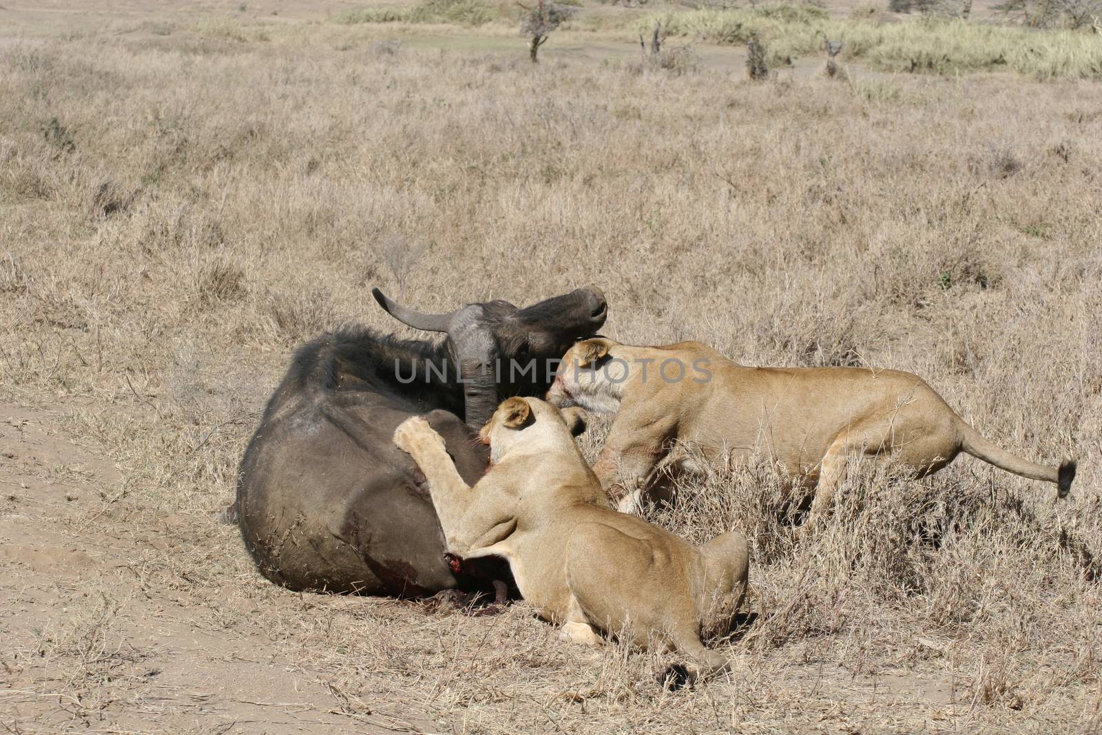 lion eating bull in blood after hunting wild dangerous mammal africa savannah Kenya