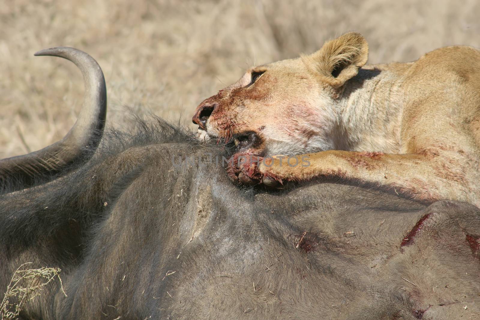 lion eating bull in blood after hunting wild dangerous mammal africa savannah Kenya by desant7474