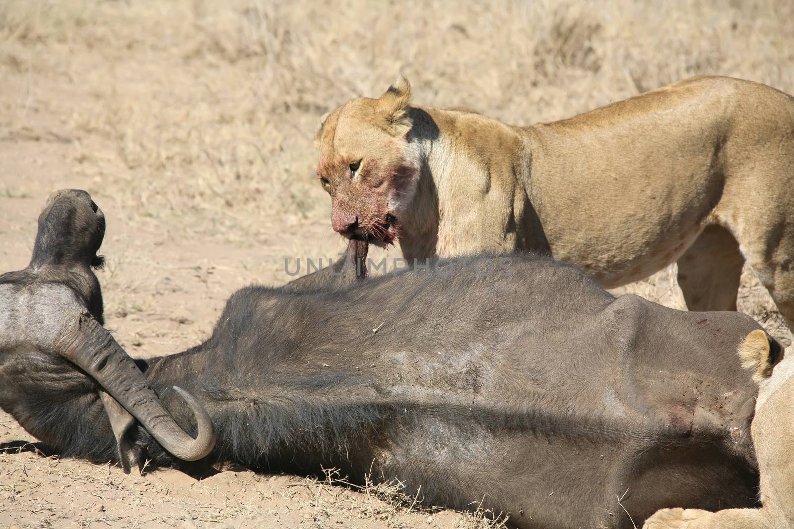 lion eating bull in blood after hunting wild dangerous mammal africa savannah Kenya by desant7474