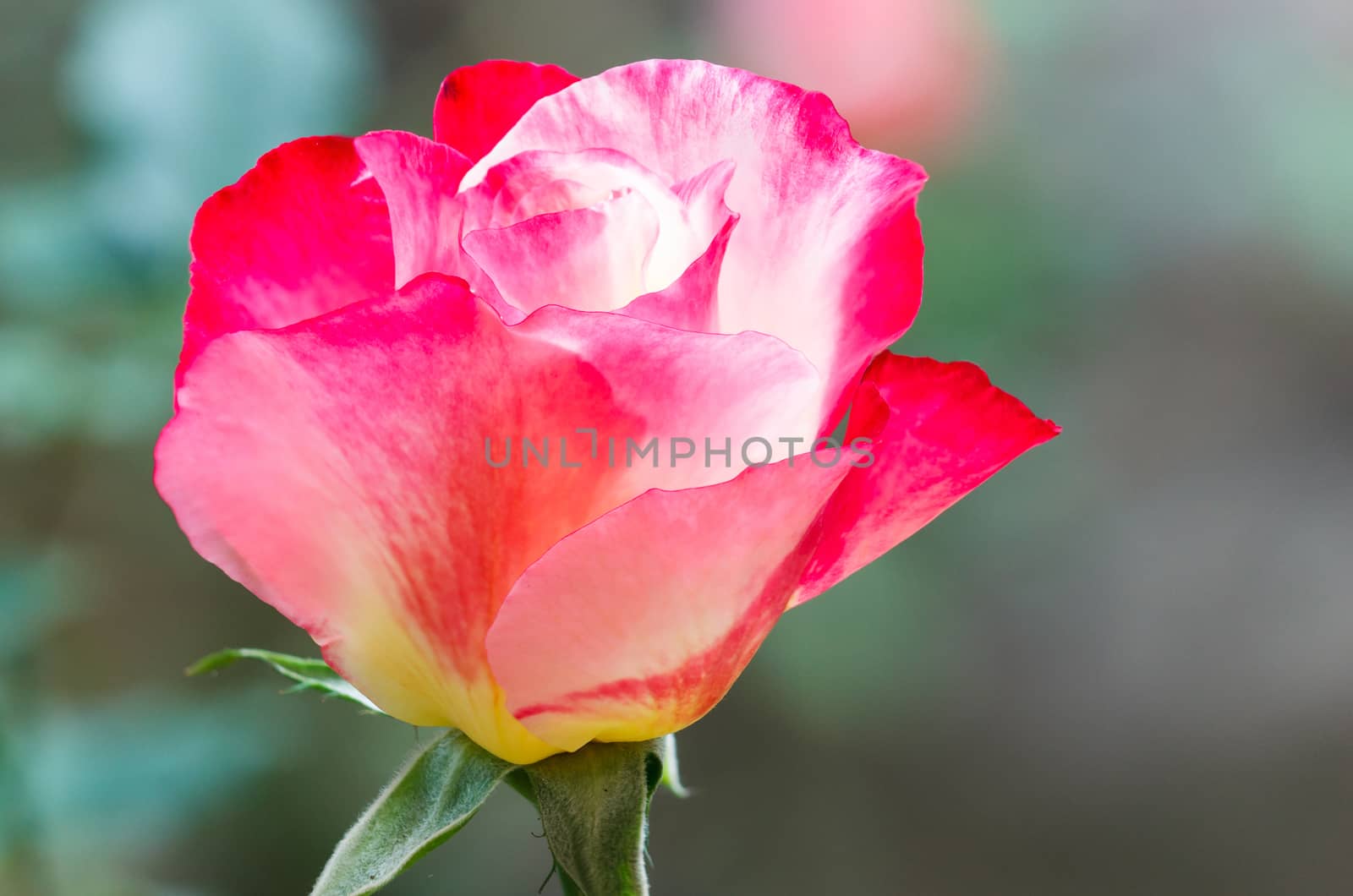 Macro pic of pink rose.