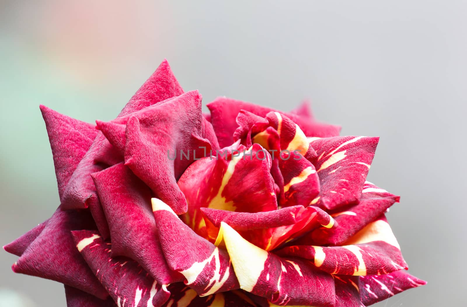 Closeup pic of striped red rose.