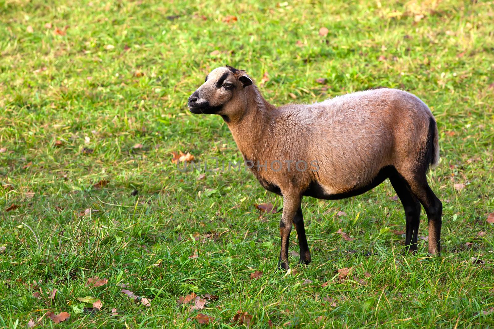 one sheep in the field by motorolka