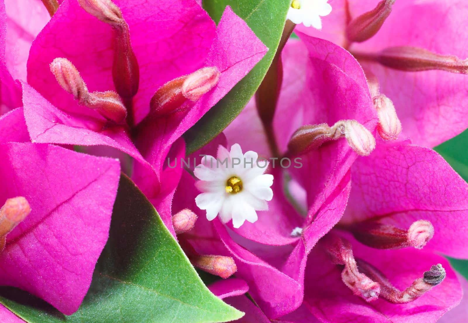 Bougainvillea flower and leaf.