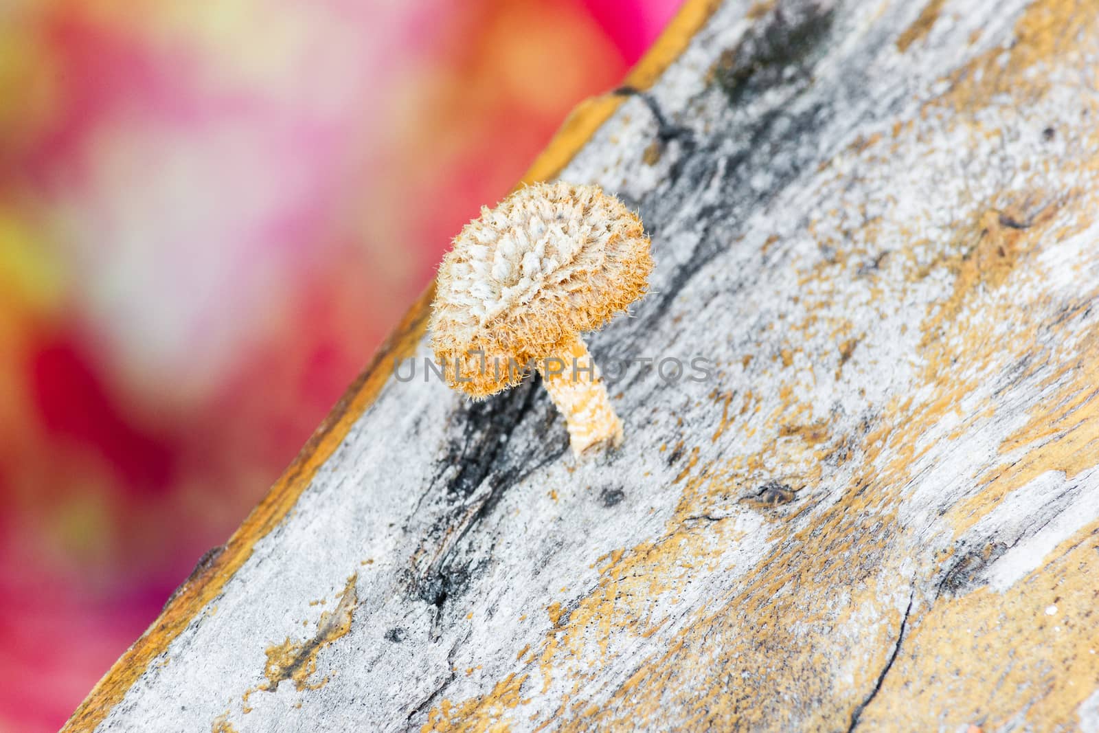 Fungi on tree.With blurred colorful background.