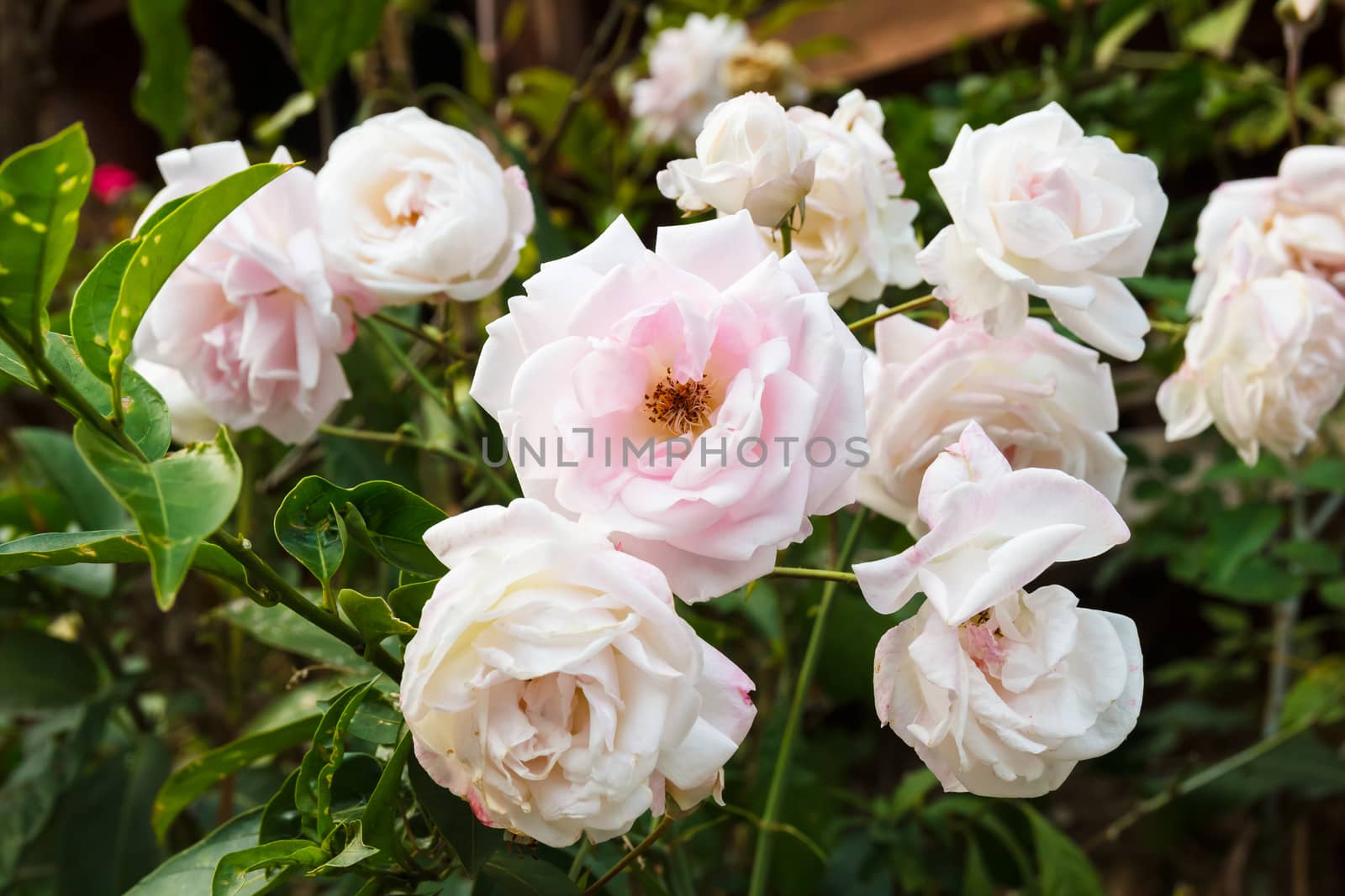 White rose on tree with leaves.