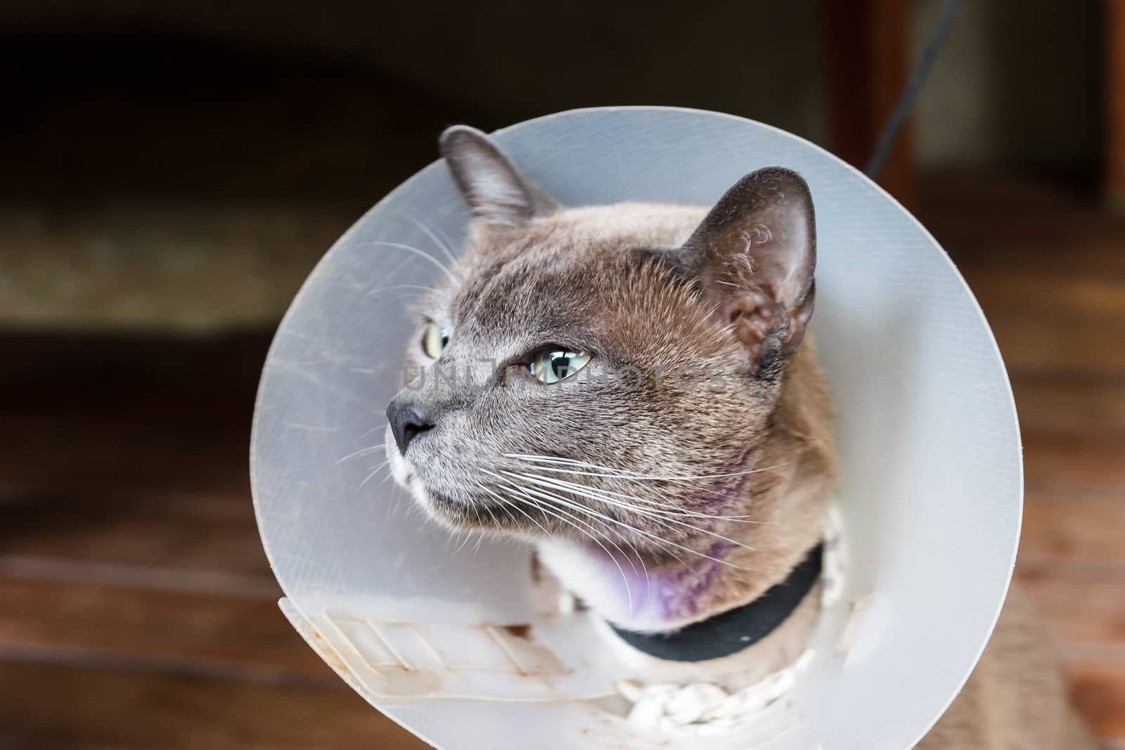 Gray cat wear cone at it's neck.