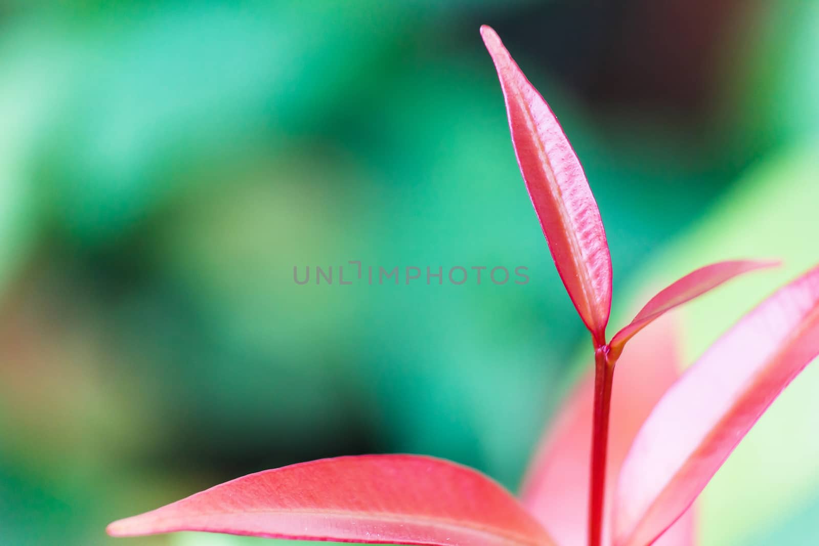 Pink leaf with green blur background.