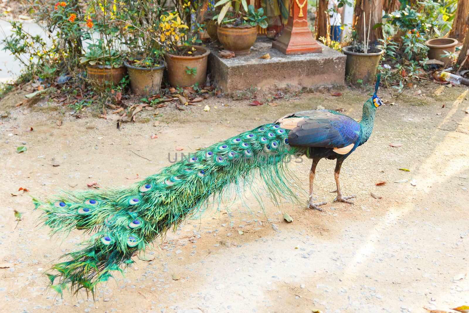 Wild peacock standing and looking.