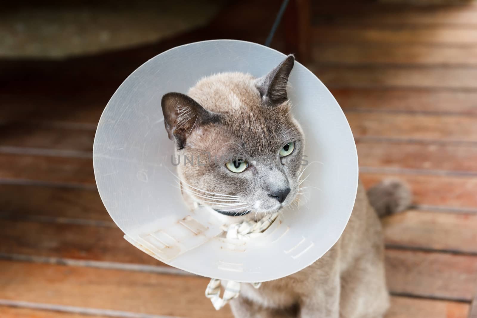 Gray cat wear cone at it's neck.