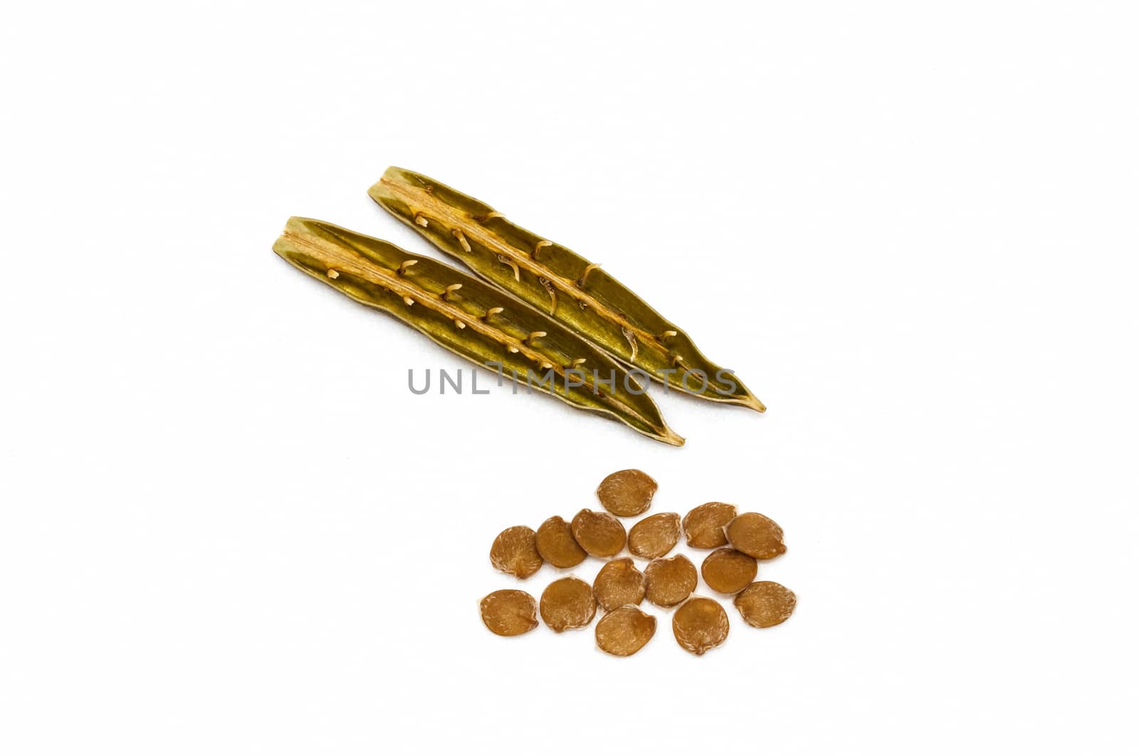 Isolated seed and pod of minnieroot (ruellia tuberosa) on white background.