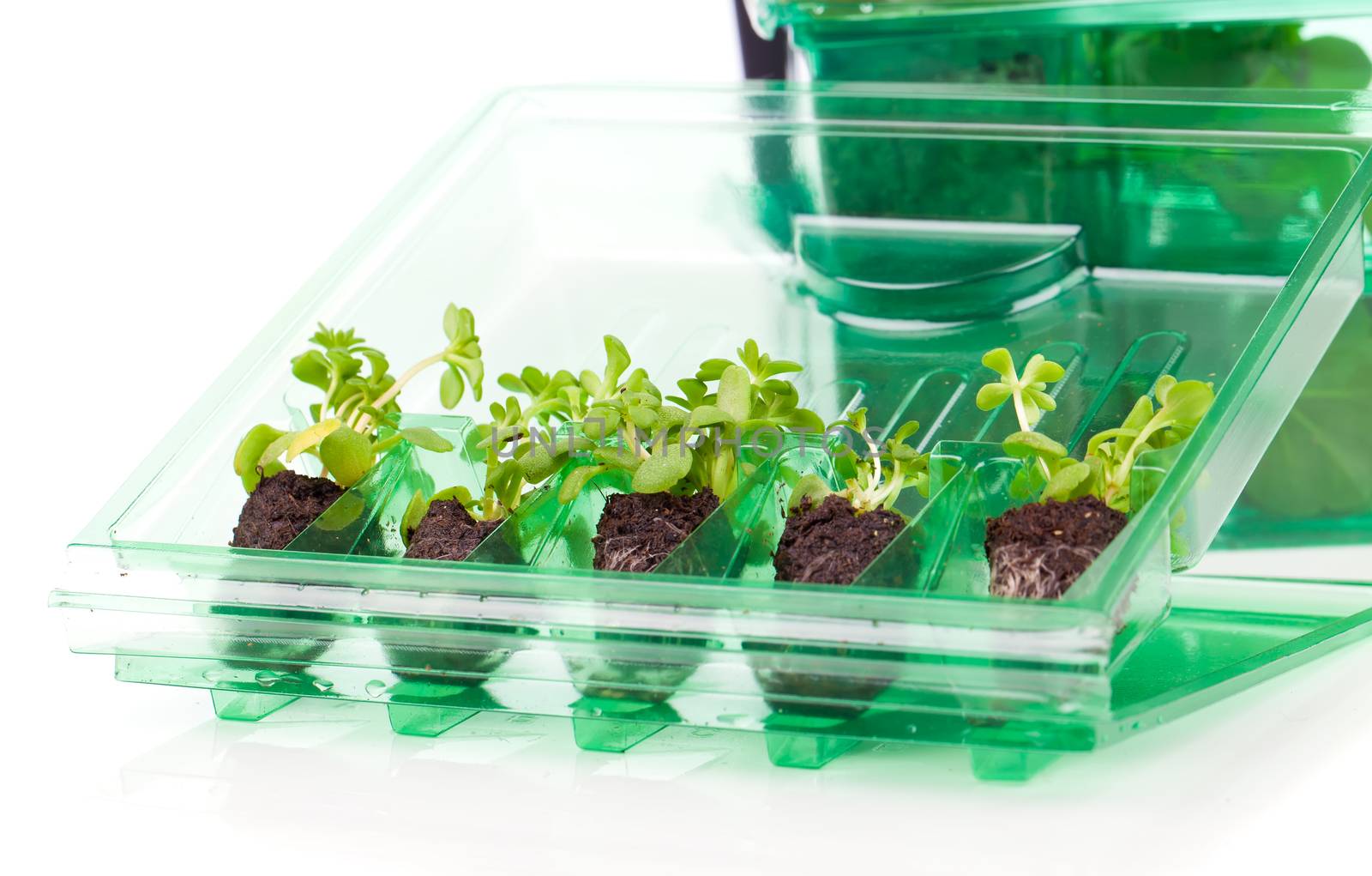Plants, seedlings for transportation  in plastic box, on white background