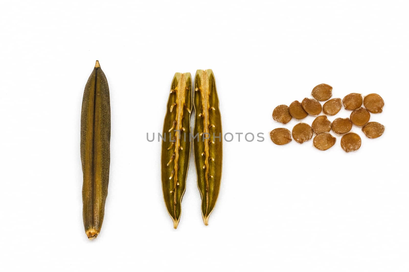 Isolated seed and pod of minnieroot (ruellia tuberosa) on white background.