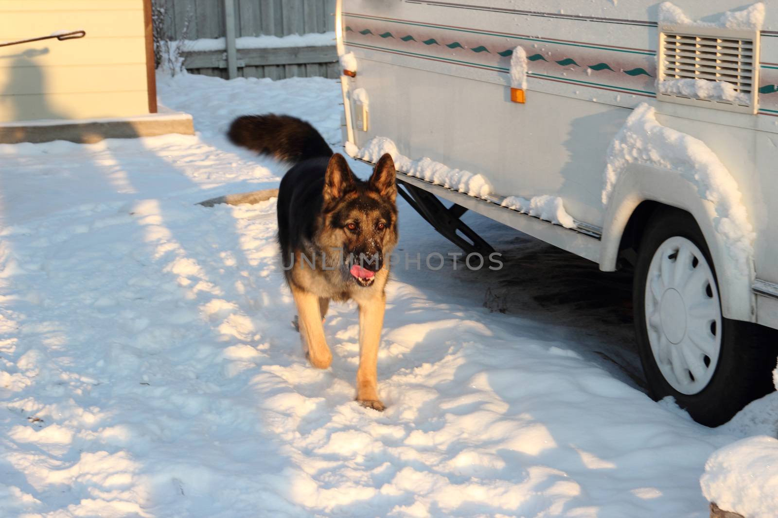 East European Shepherd in nature on a sunny day in winter