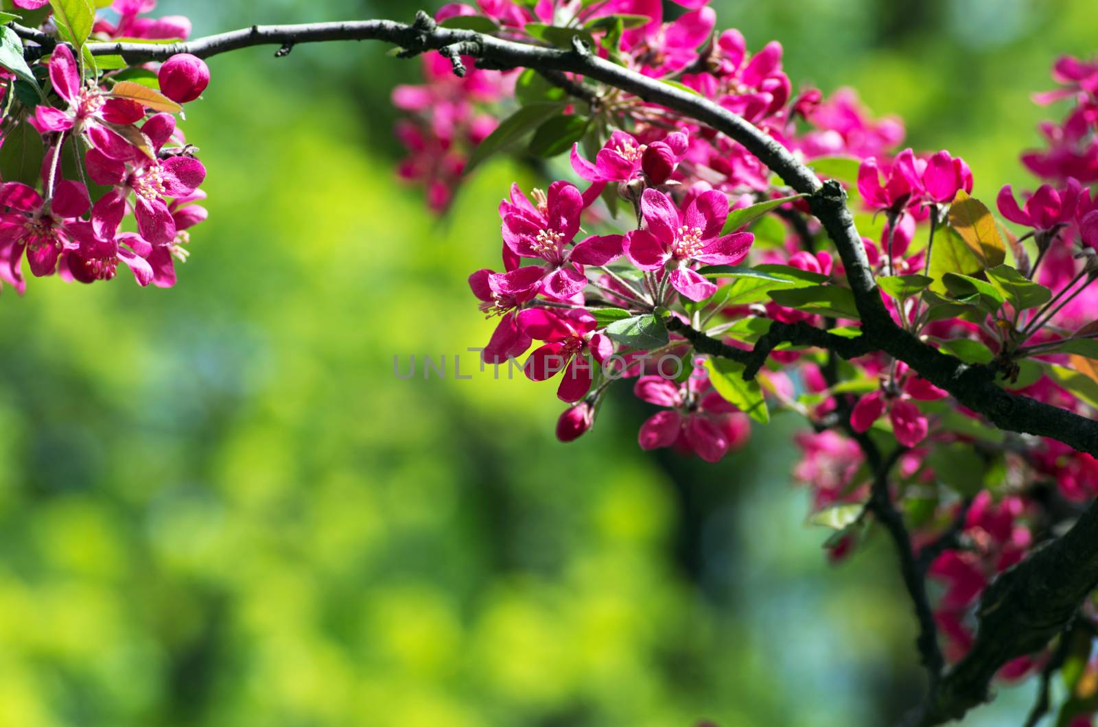 Chinese flowering crab-apple, wild apple flowers by dolnikow