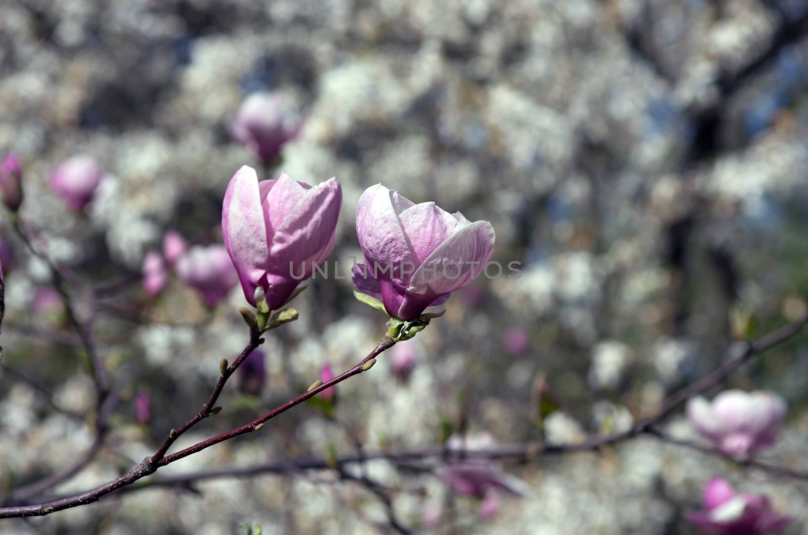 Beautiful Flowers of a Magnolia Tree