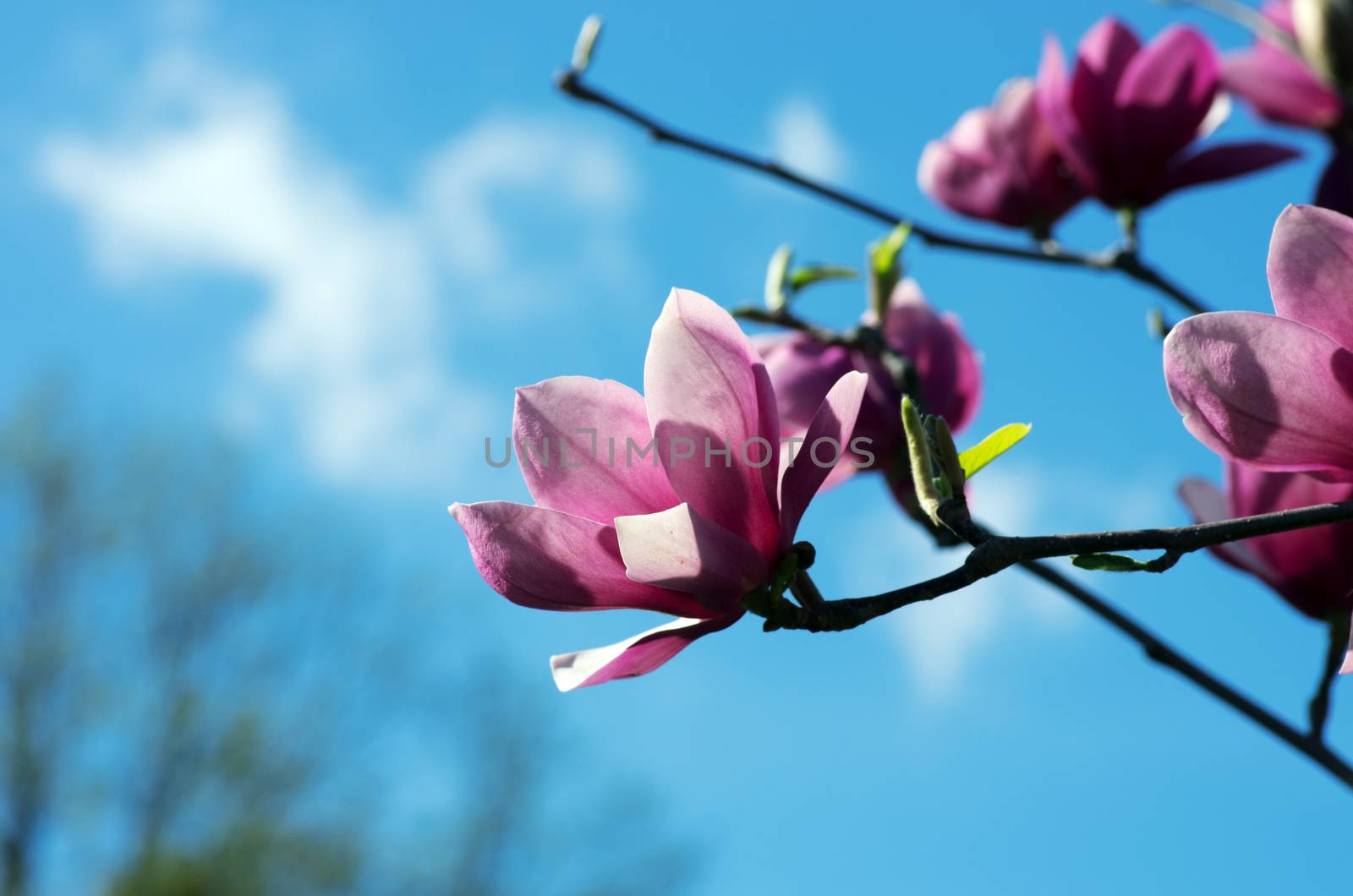 Beautiful Flowers of a Magnolia Tree