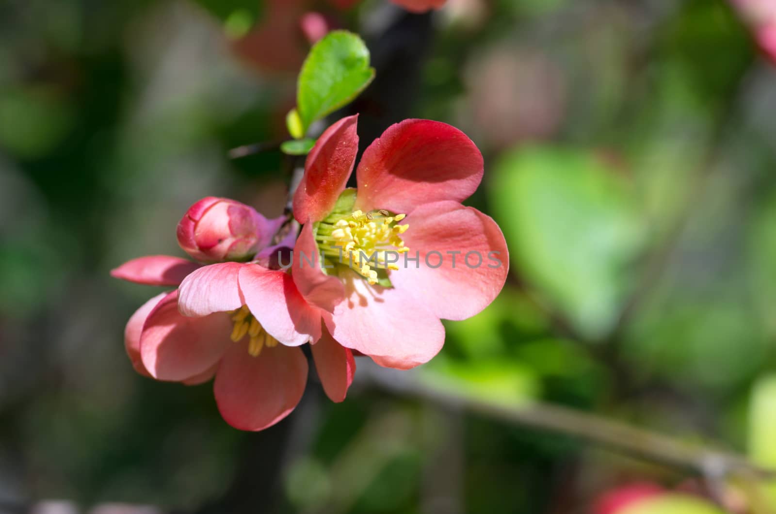 Flowering quince (cydonia oblonga) Red spring flowers (flowering by dolnikow