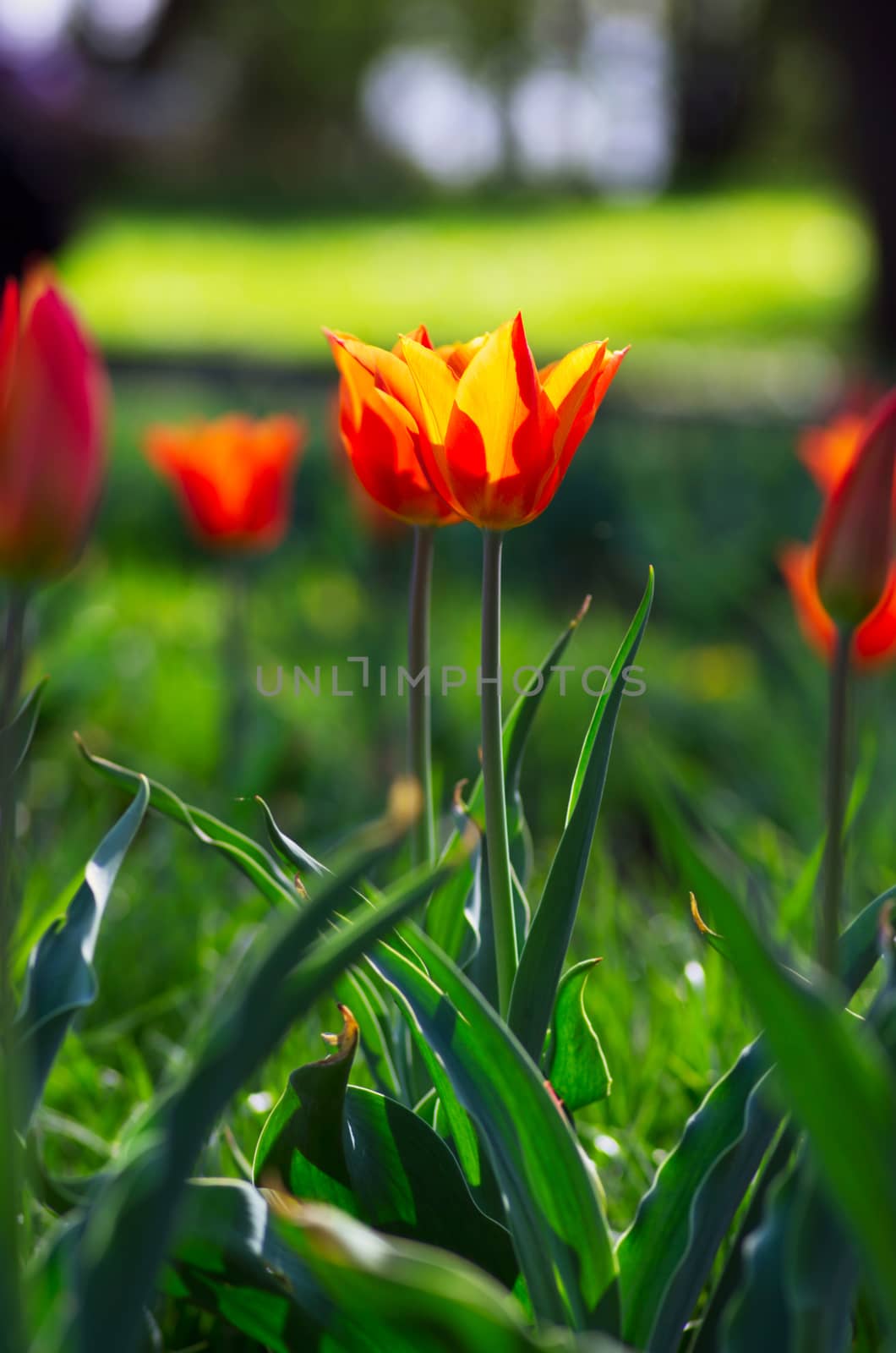 Spring background with tulips over natural background