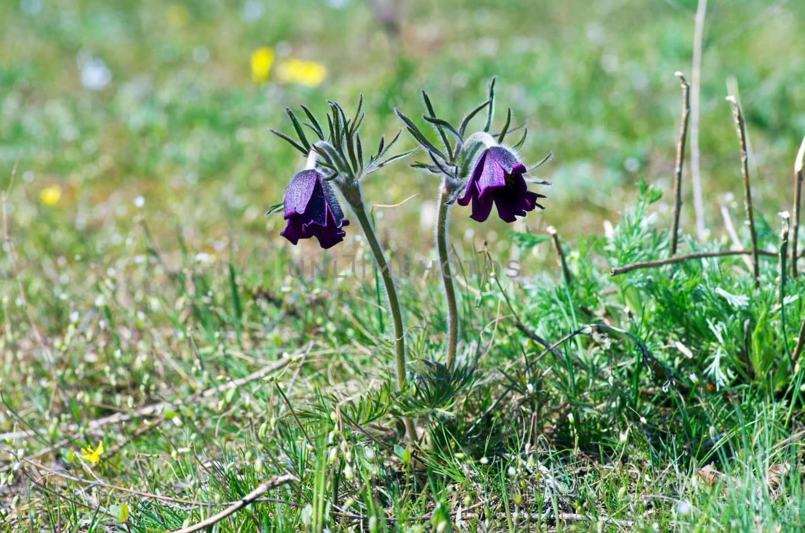 Pasque-flower growing in nature on sunset, macro spring floral b by dolnikow