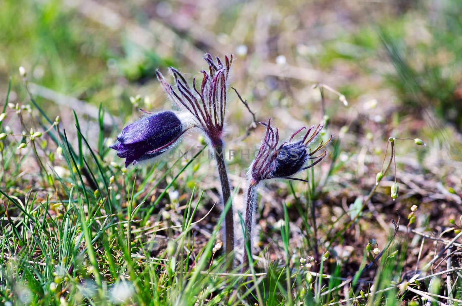 Pasque-flower growing in nature on sunset, macro spring floral background 