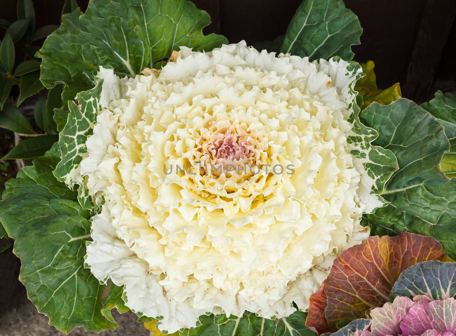 Detail of beautiful cabbage.