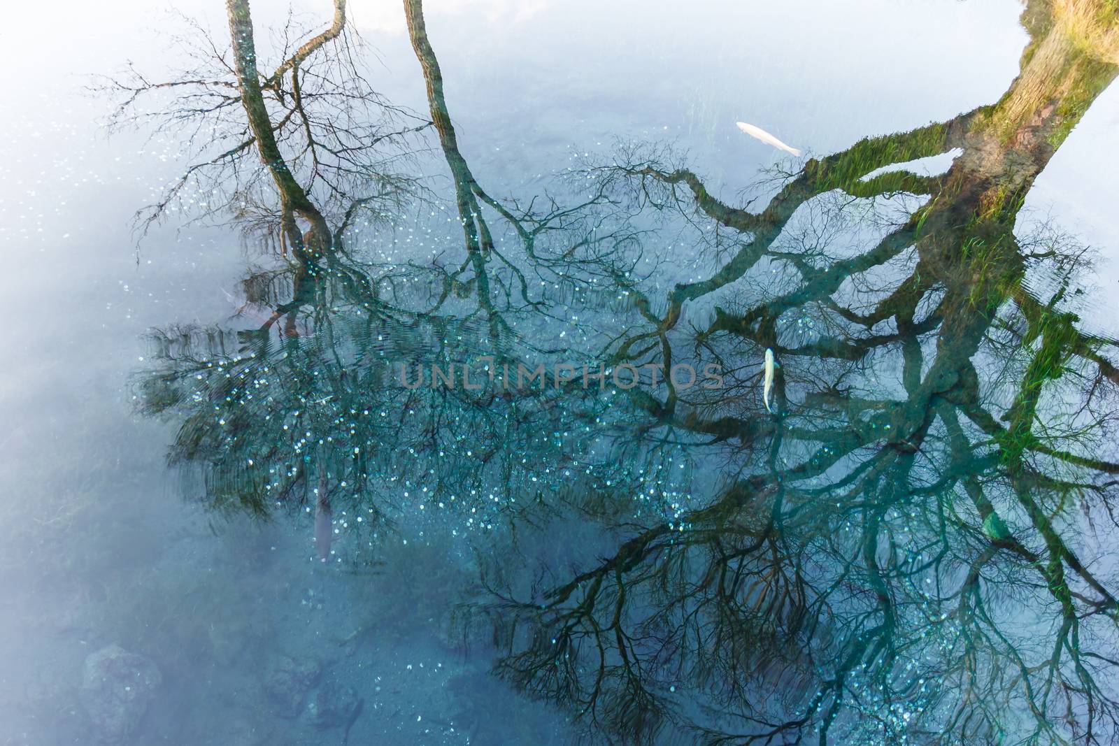 Tree reflect in pond at Oshino Hakkai, Japan.