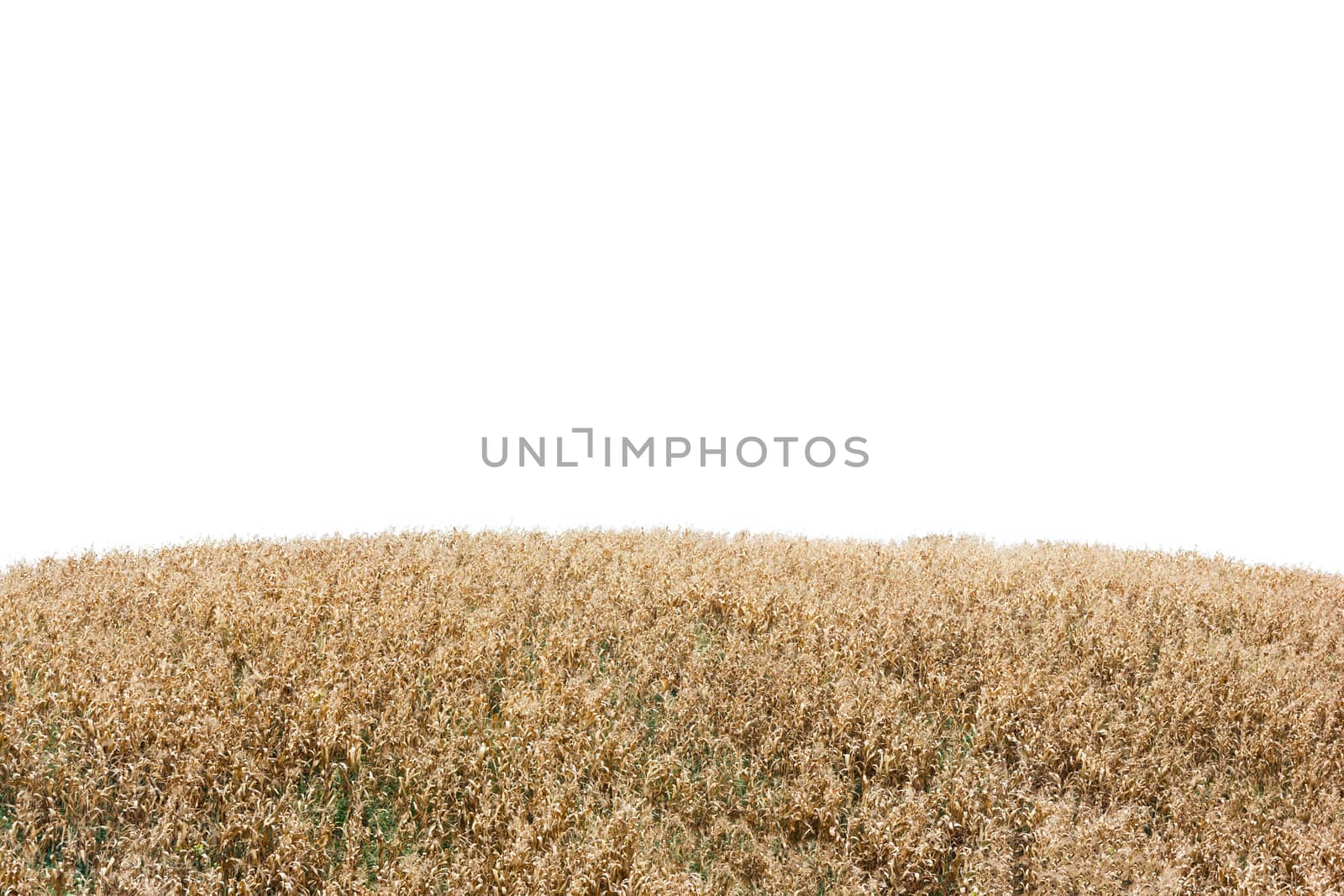 Isolated hill of dried yellow plant.
