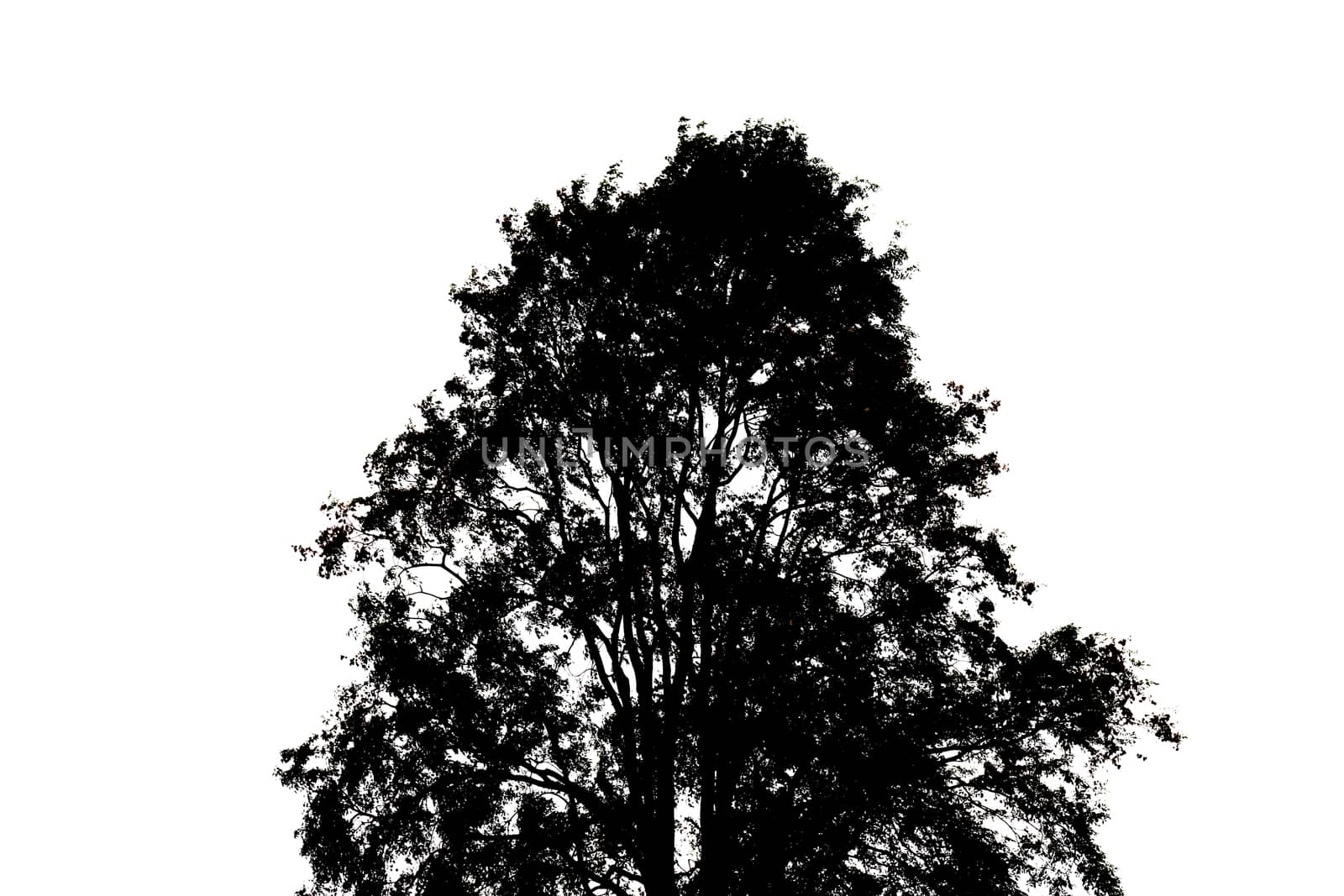 Tree silhouette on white background.