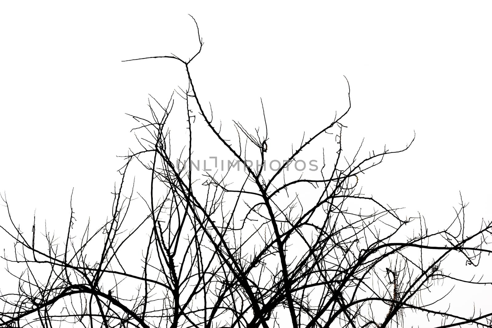 Dried tree silhouette on white background.
