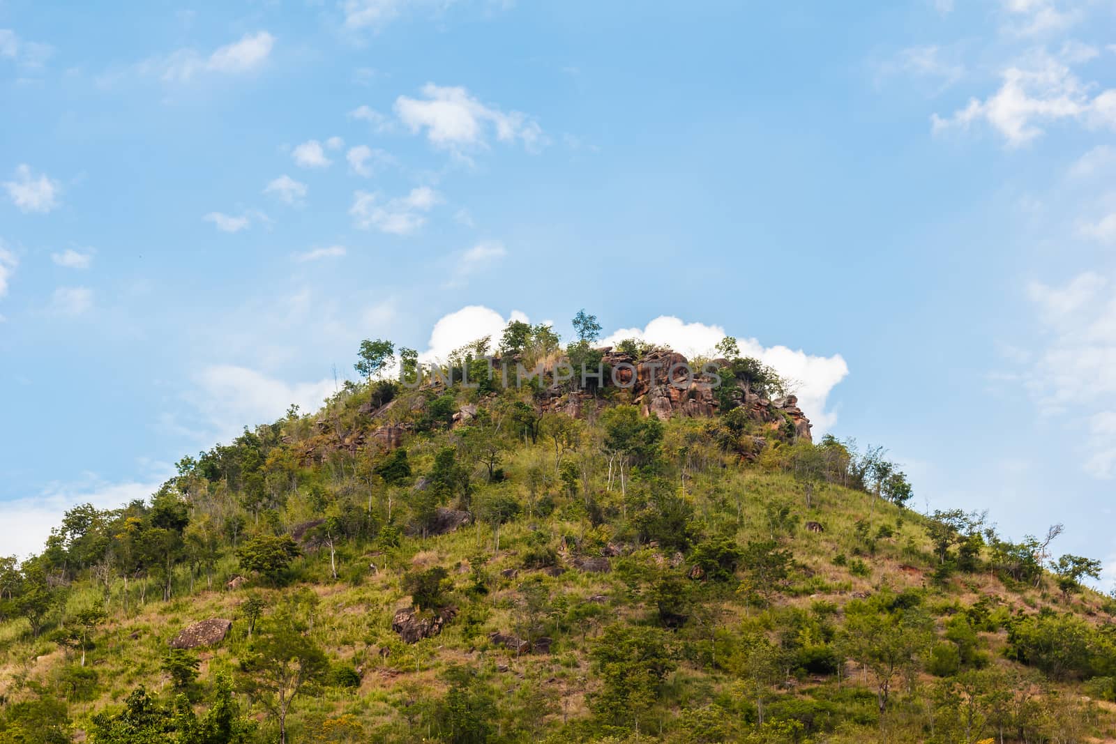 Tree on hill with blue sky in background.