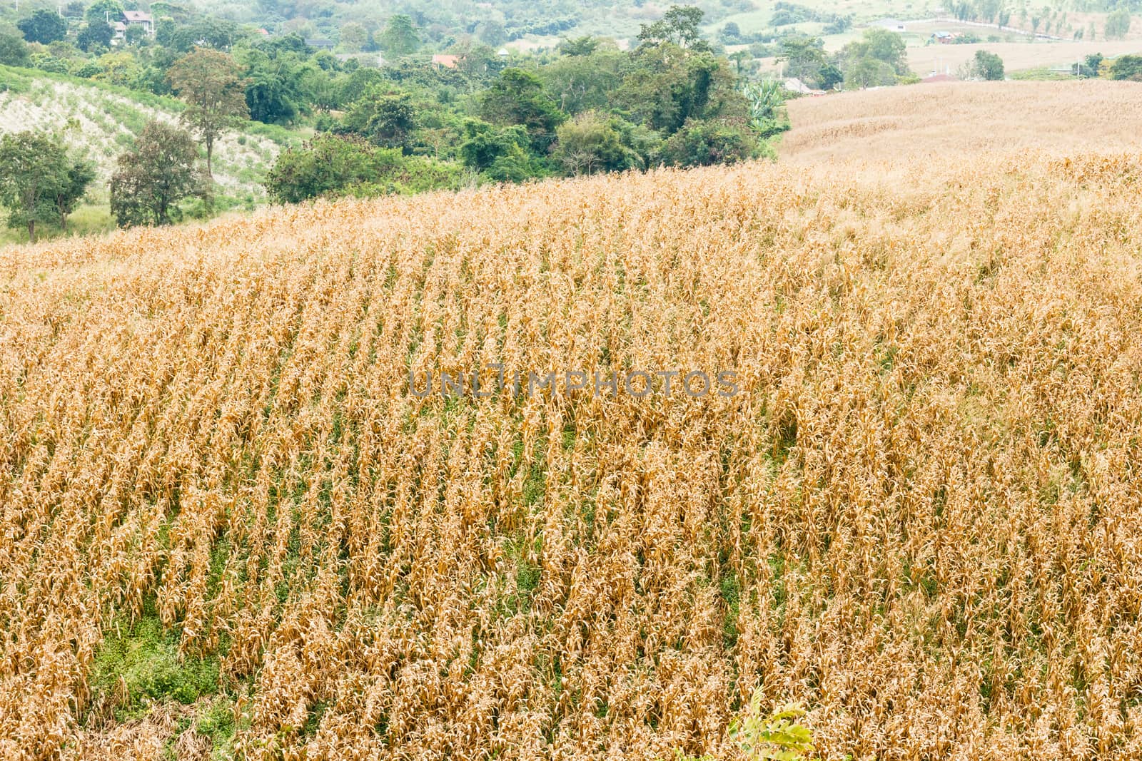 Hill of dried yellow plant.
