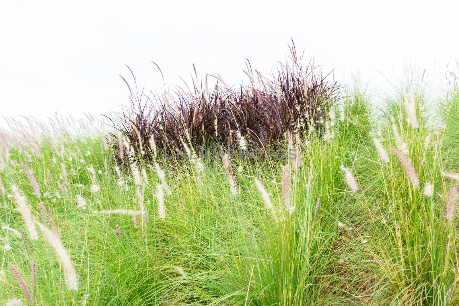 Green and purple mission grass. by stigmatize