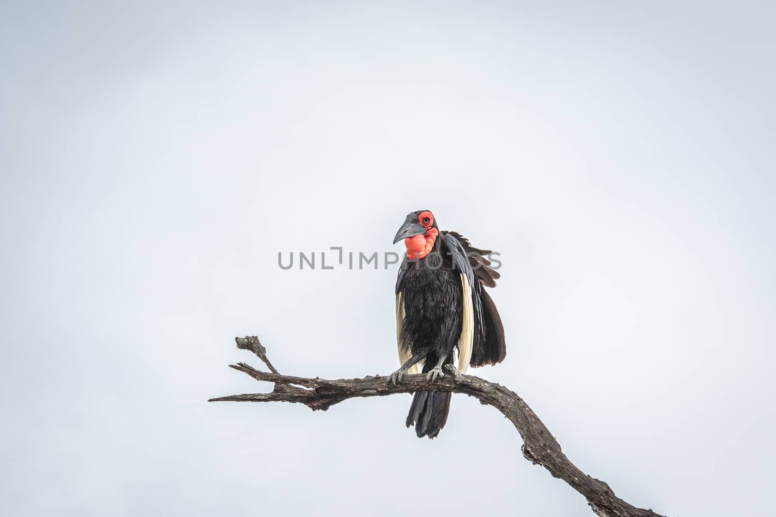 Southern ground hornbill in a tree in the Kruger National Park, South Africa.