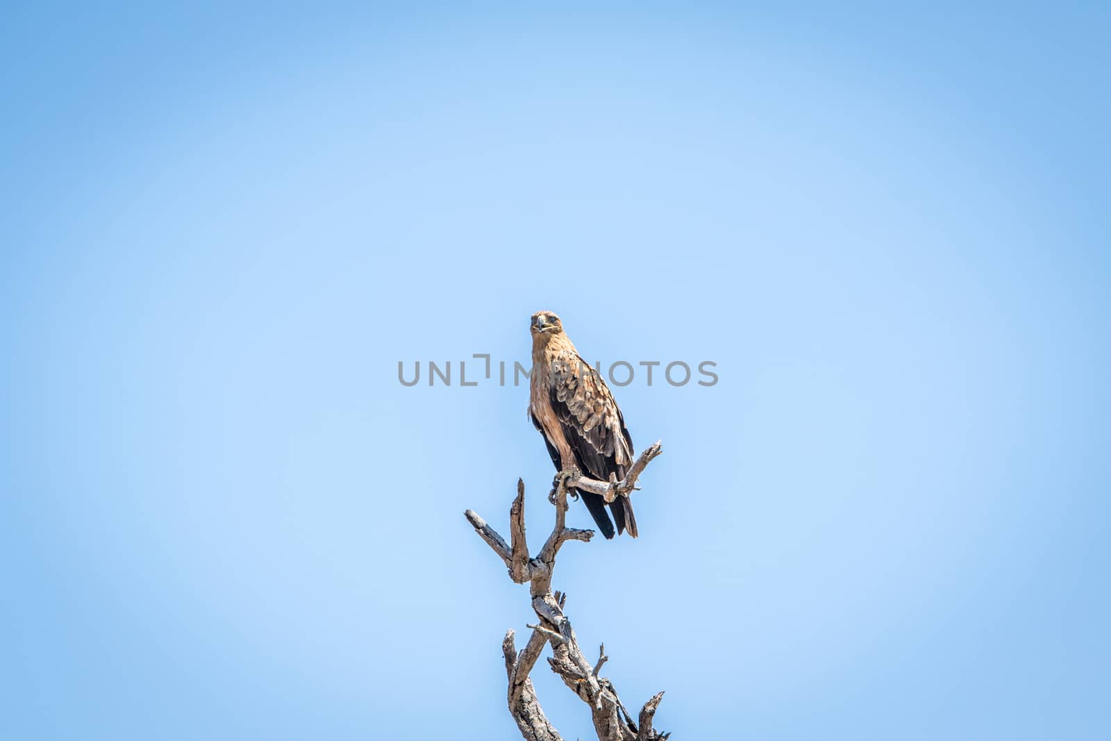 Lesser-spotted eagle in a tree in the Kruger National Park, South Africa.