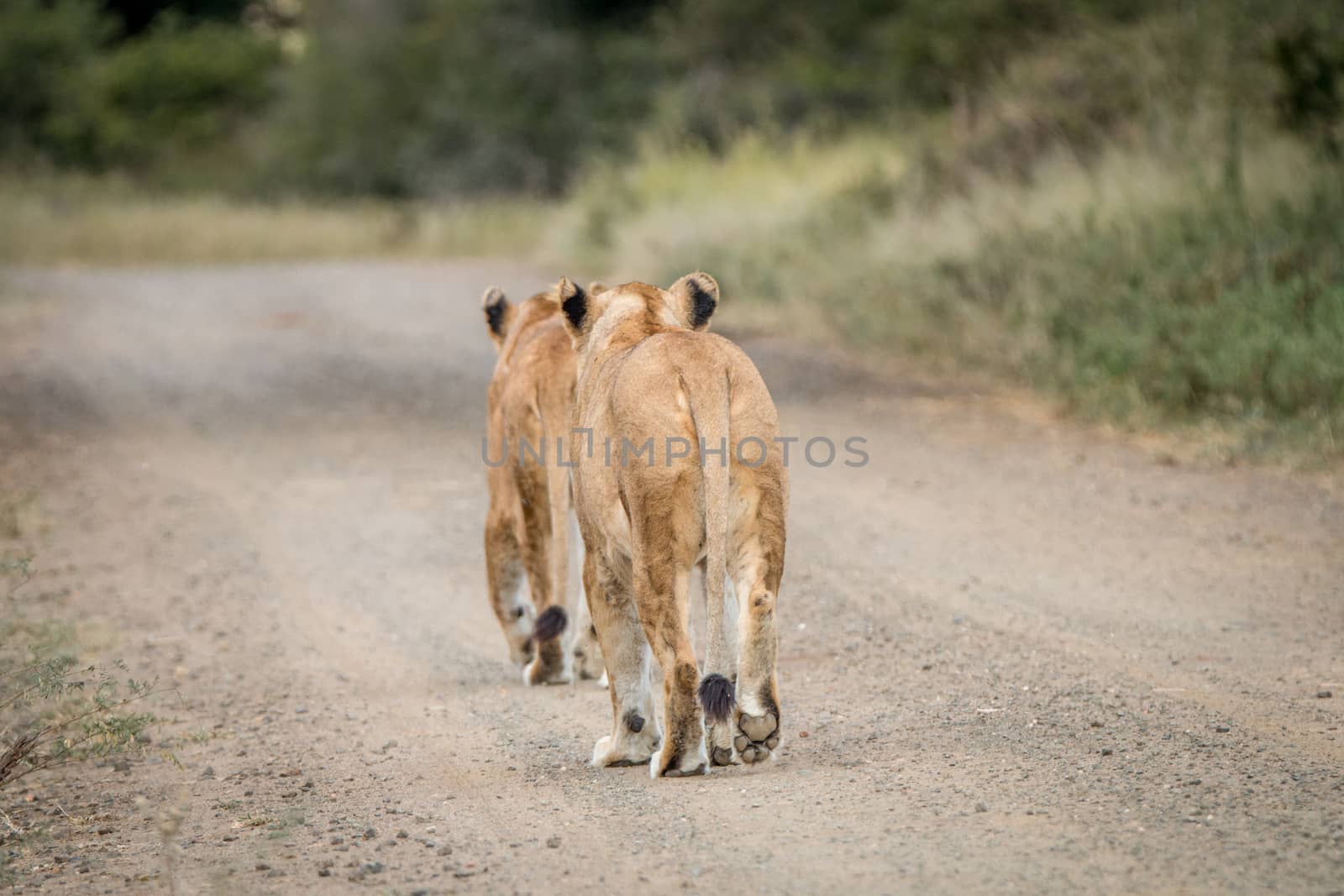 Two Lion cubs walking away in the Kapama Game Reserve, South Africa.