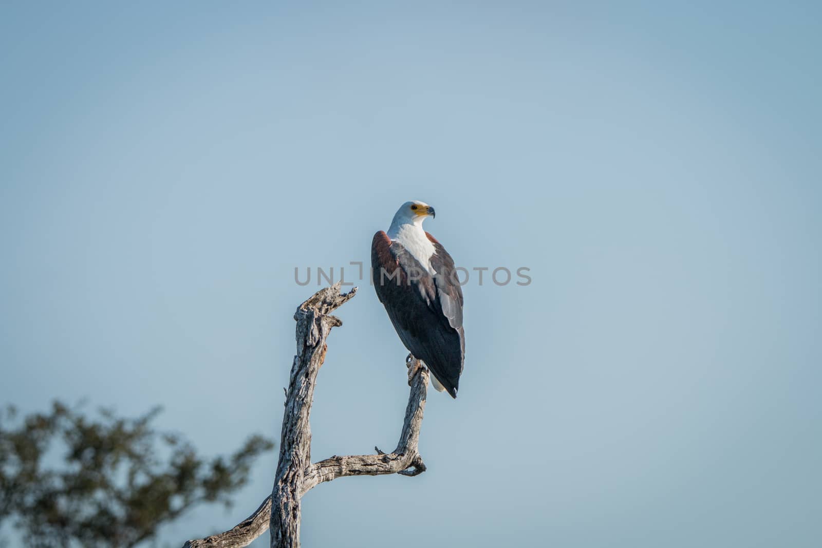 African fish eagle on a branch in the Kruger National Park, South Africa.