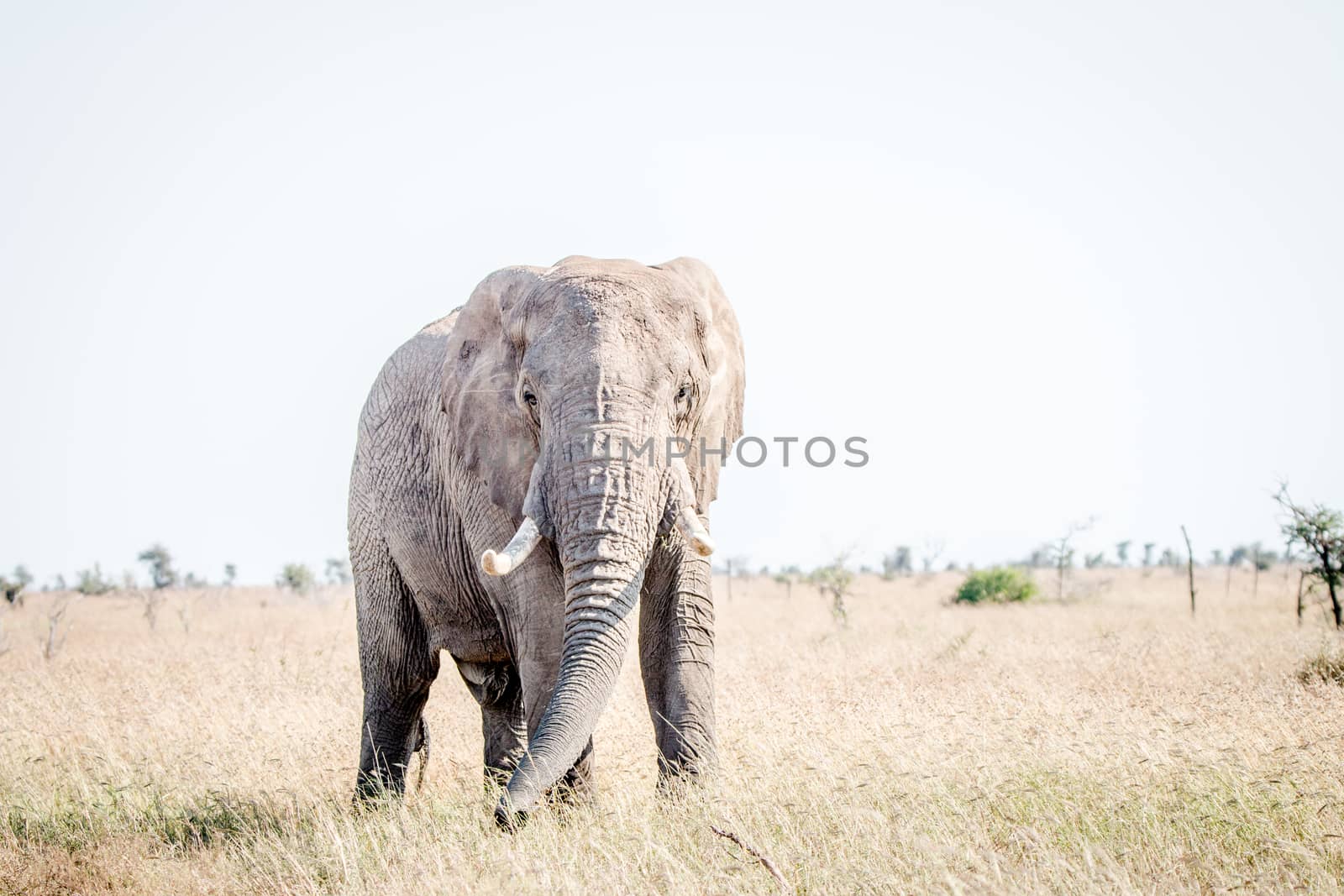 Elephant in the grass in the Kruger National Park, South Africa.