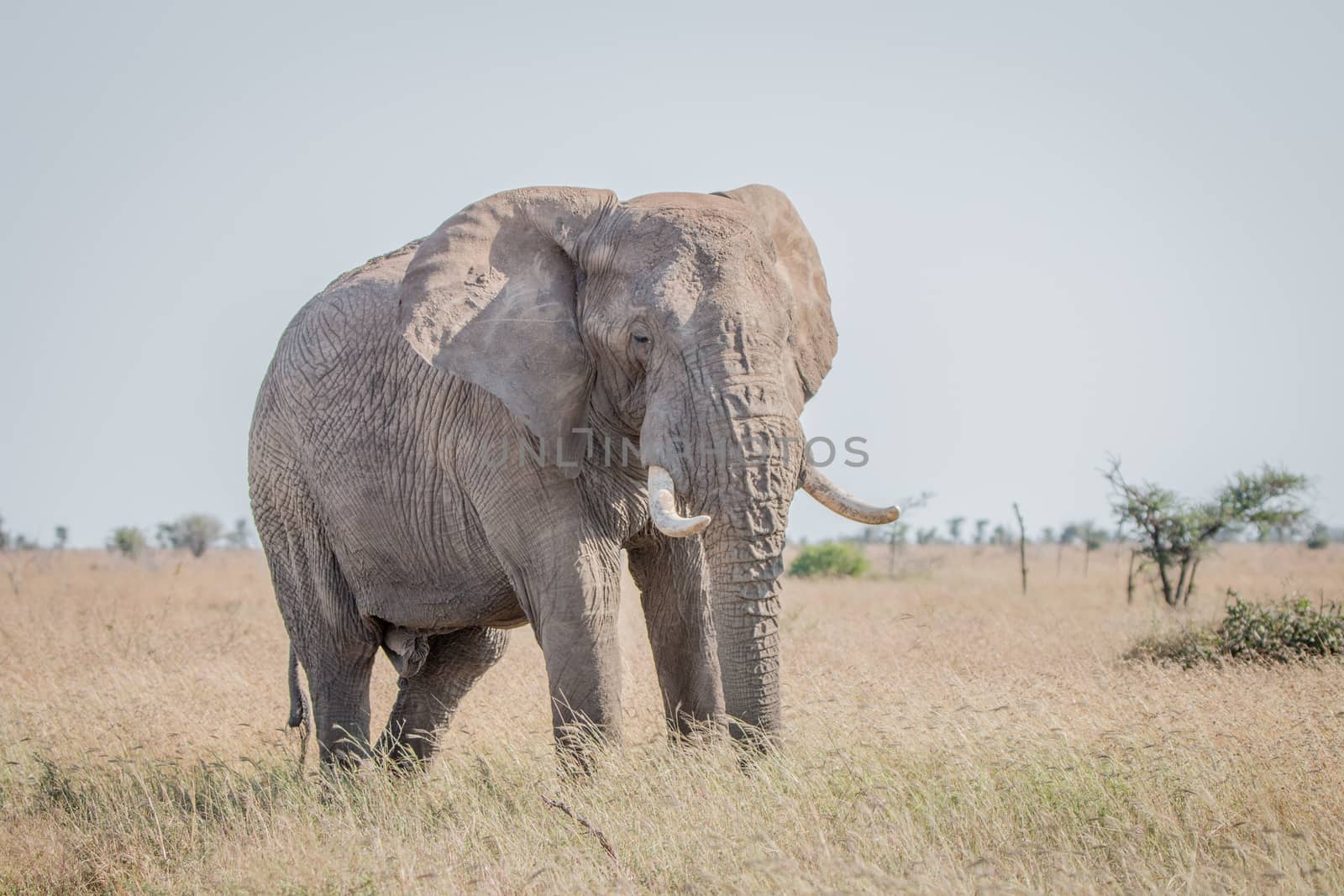 Elephant in the grass in the Kruger National Park, South Africa.