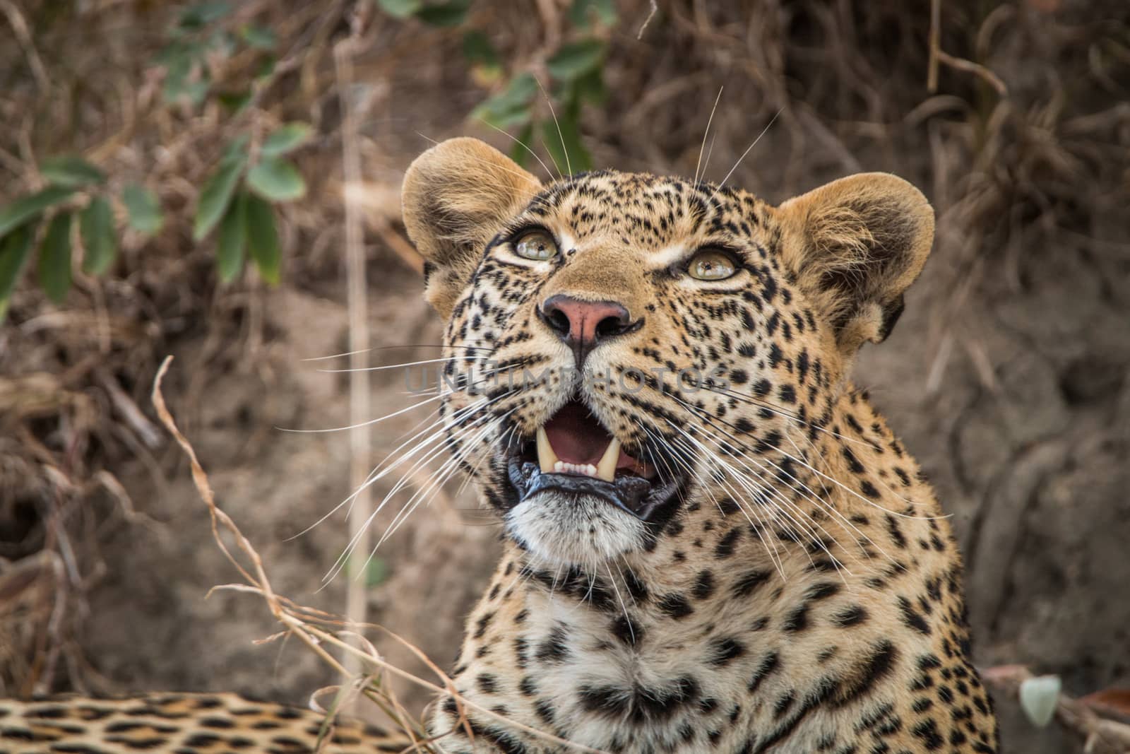 Leopard looking up in the Sabi Sands, South Africa.