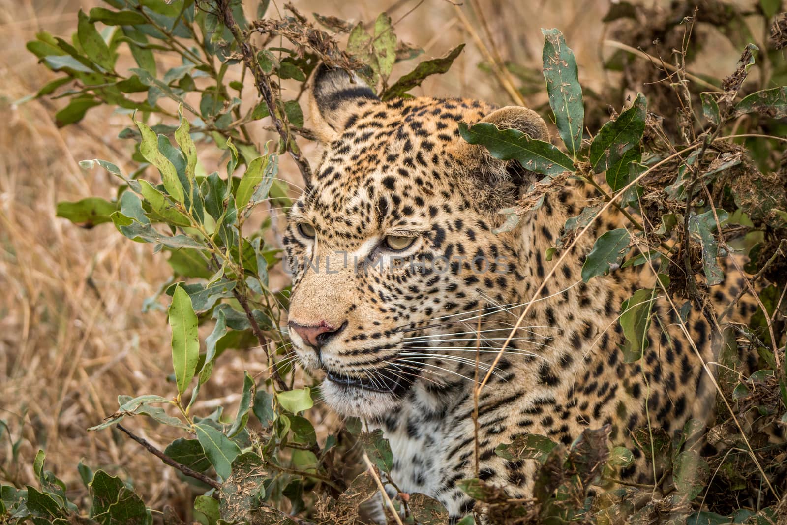 Leopard hiding in the bushes in the Sabi Sands, South Africa.