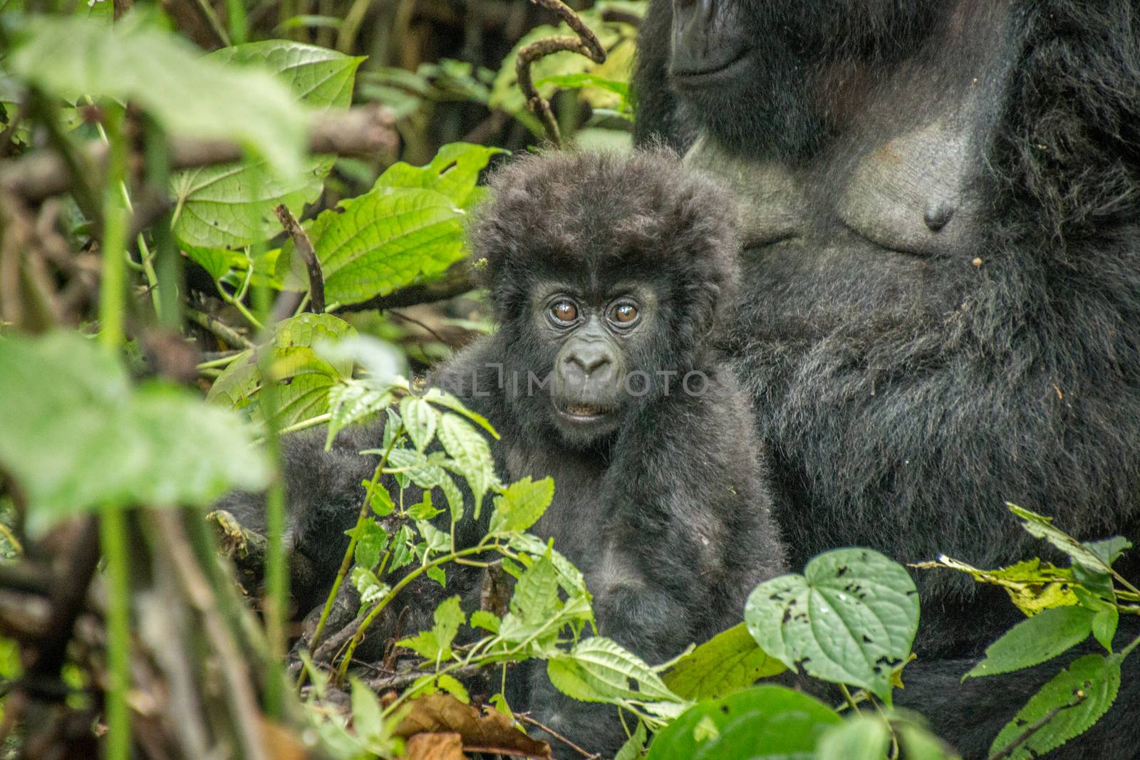 Starring baby Mountain gorilla in the Virunga National Park, Democratic Republic Of Congo.