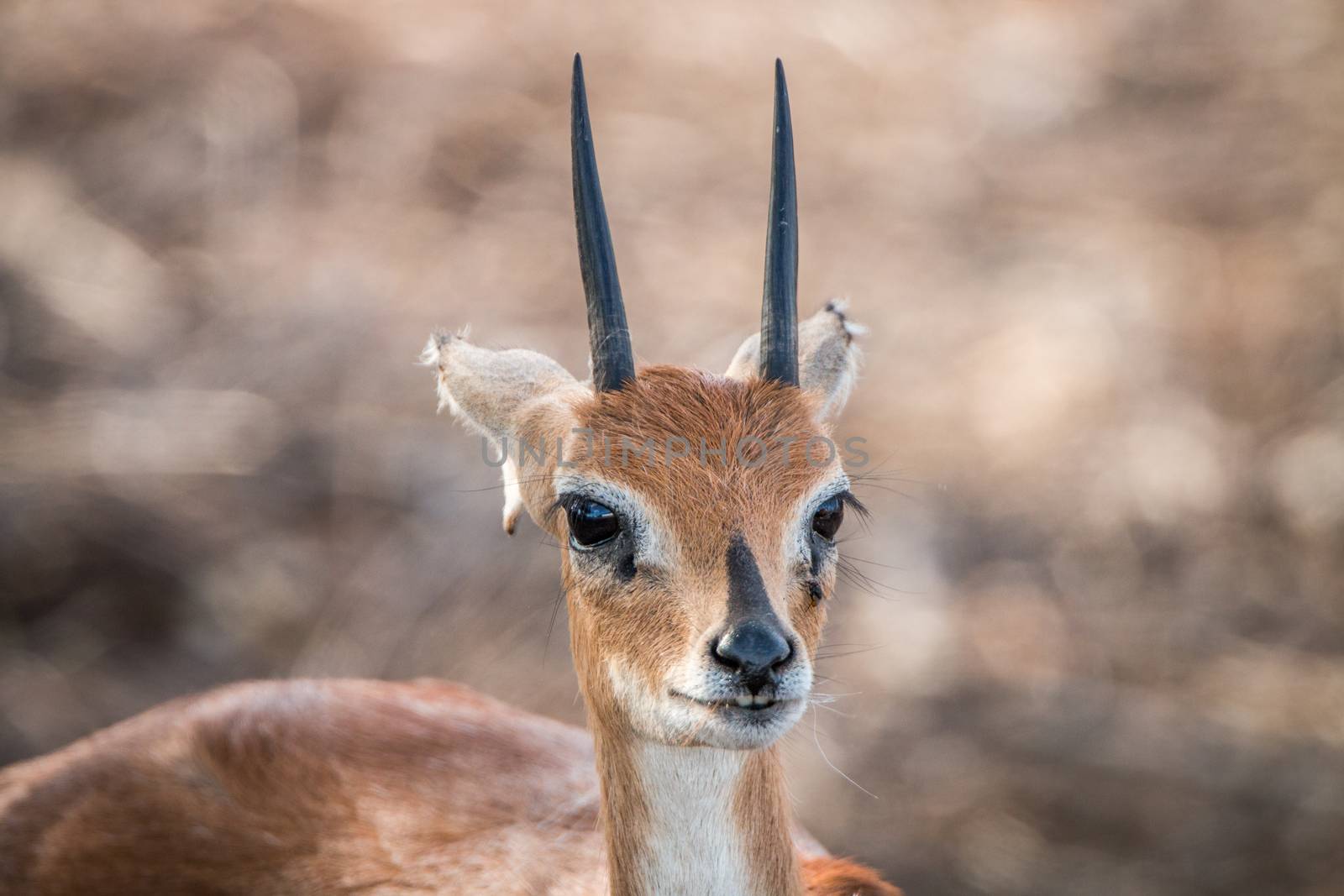 Starring Steenbok in the Kruger National Park, South Africa.