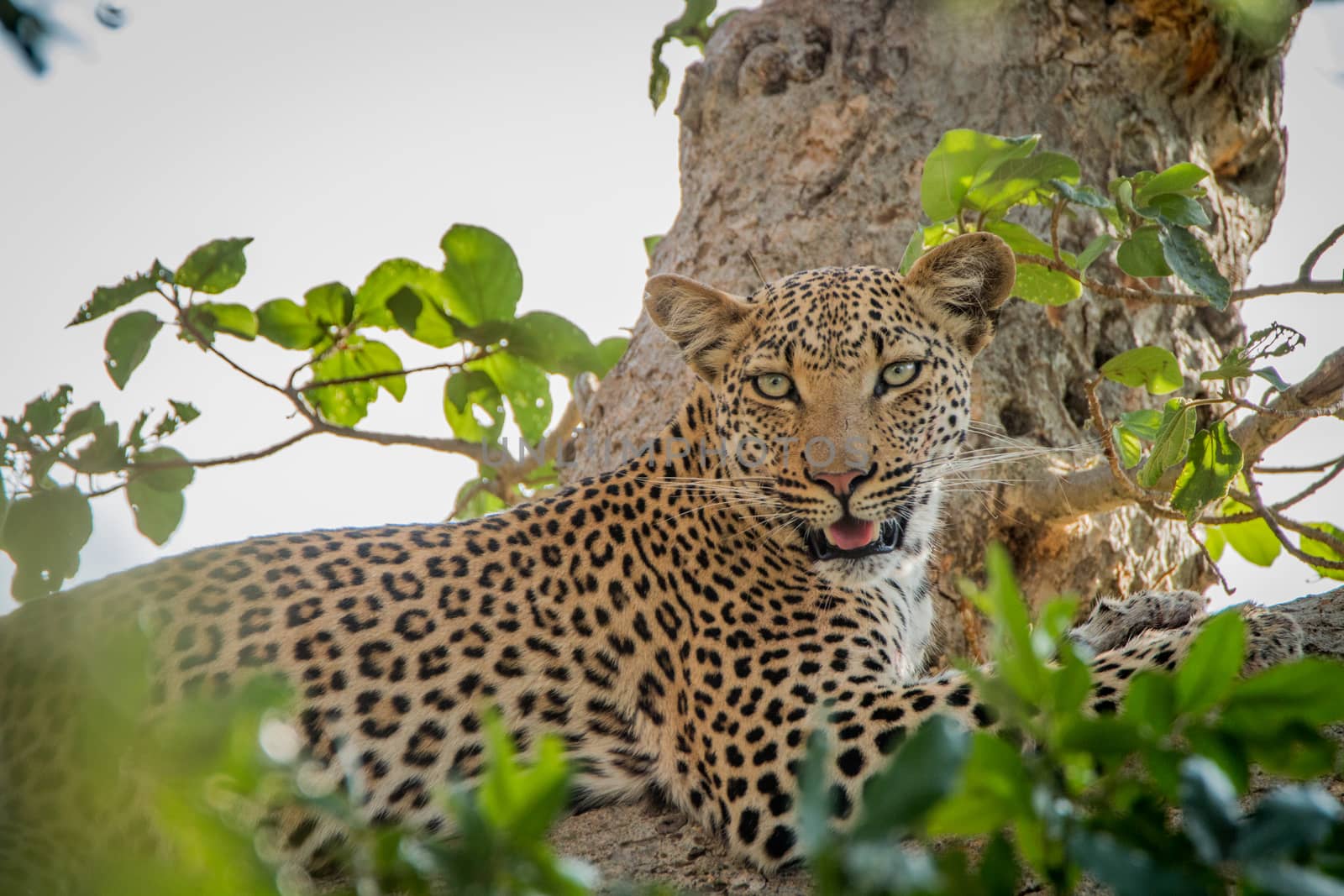 Leopard laying in a tree in the Kruger National Park, South Africa.