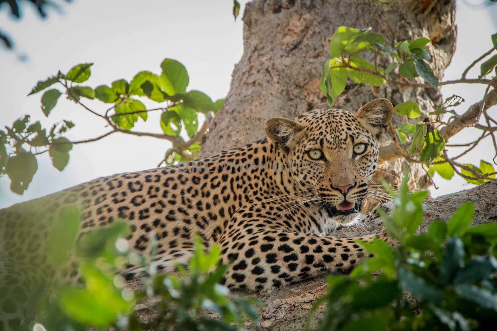 Leopard laying in a tree in the Kruger National Park, South Africa.