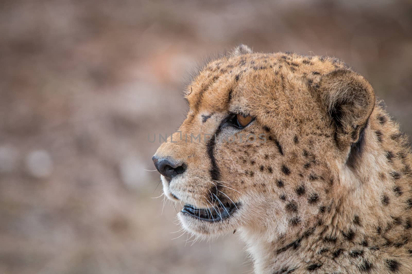 Side profile of a Cheetah in the Kruger National Park, South Africa.