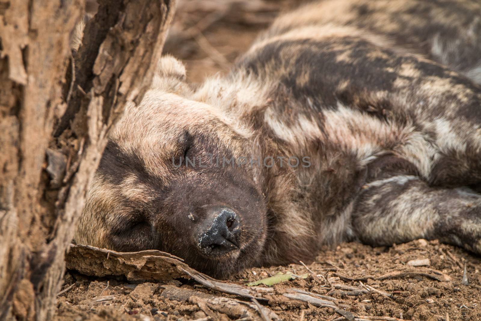 Sleeping African wild dog in the Kruger National Park, South Africa.