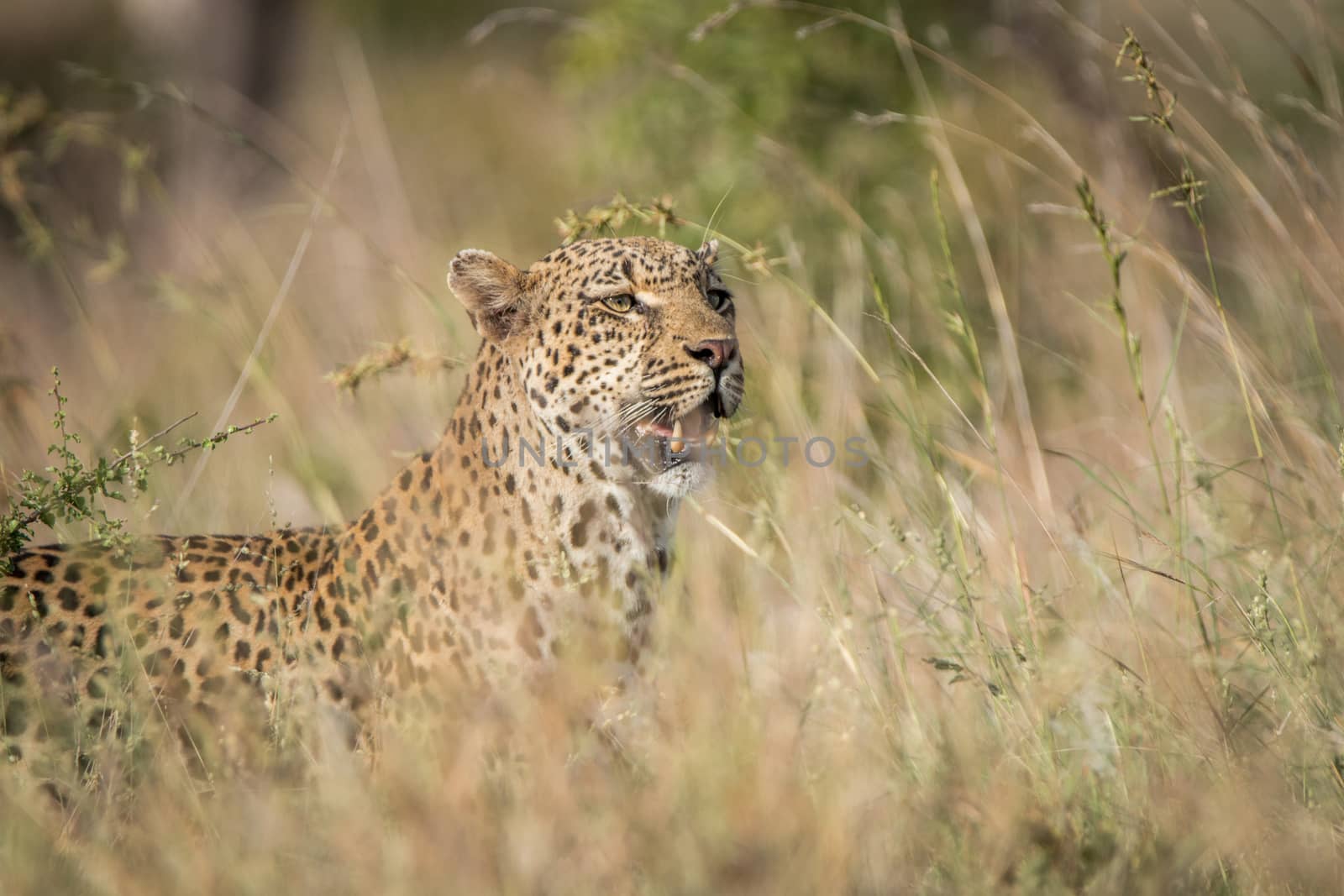 Leopard in the grass in the Kruger National Park, South Africa.