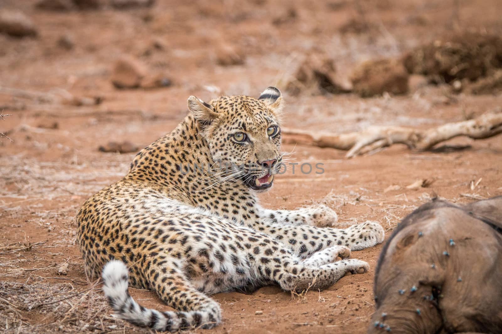 Leopard laying next to a baby Elephant carcass in the Kruger National Park, South Africa.