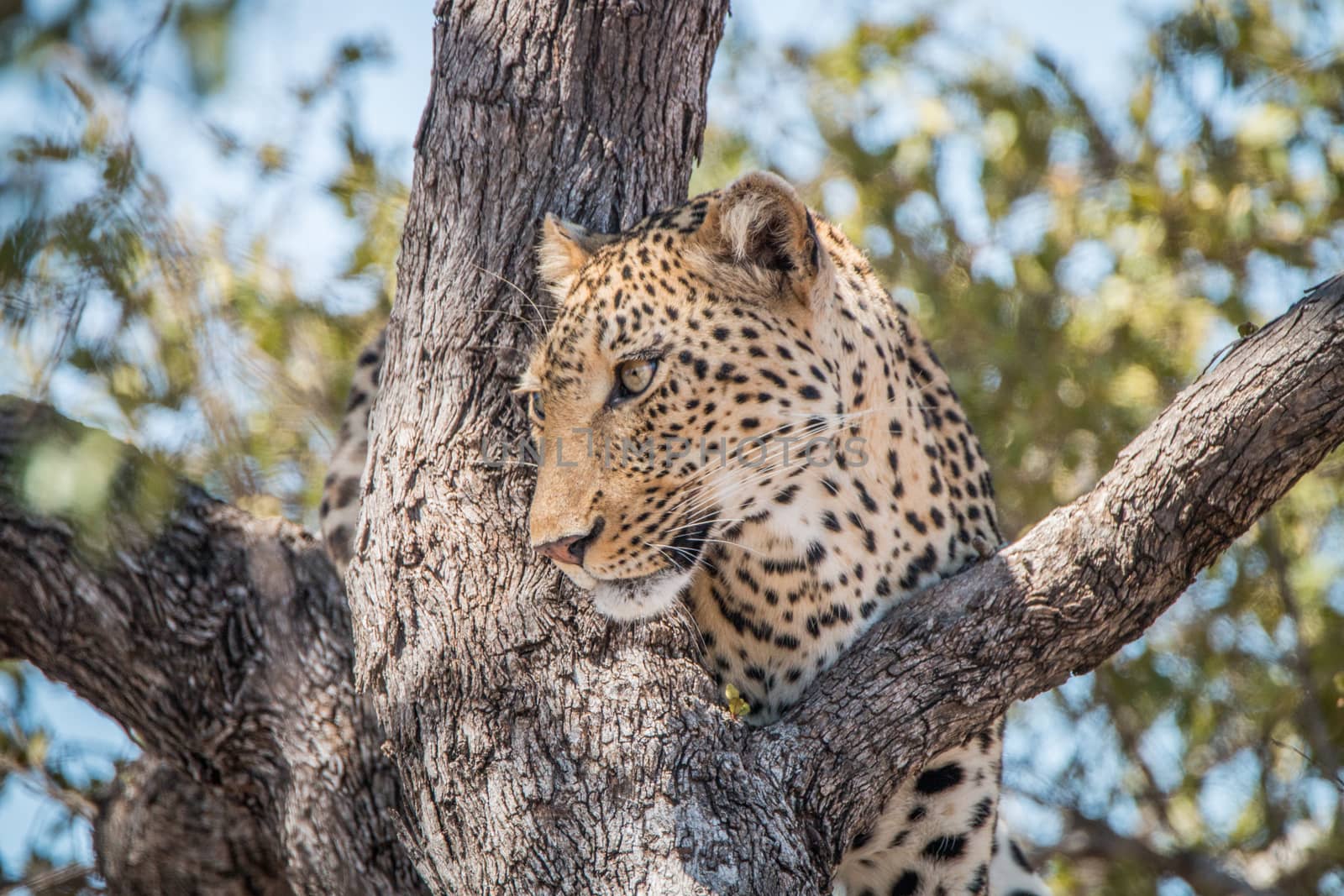 Leopard in a tree in the Kruger National Park, South Africa.