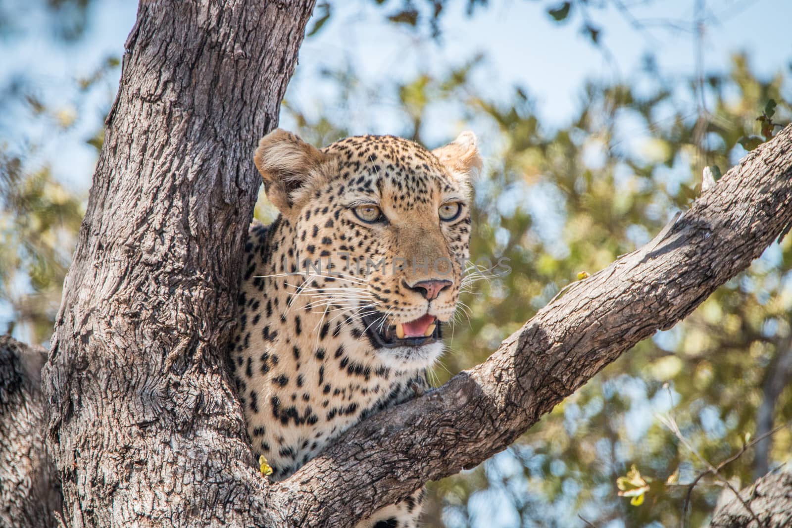 Leopard in a tree in the Kruger National Park, South Africa.